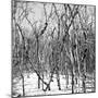 Cuba Fuerte Collection SQ BW - White Forest-Philippe Hugonnard-Mounted Photographic Print