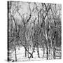 Cuba Fuerte Collection SQ BW - White Forest-Philippe Hugonnard-Stretched Canvas