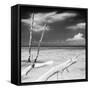 Cuba Fuerte Collection SQ BW - White Trees-Philippe Hugonnard-Framed Stretched Canvas