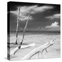 Cuba Fuerte Collection SQ BW - White Trees-Philippe Hugonnard-Stretched Canvas