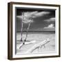 Cuba Fuerte Collection SQ BW - White Trees-Philippe Hugonnard-Framed Photographic Print