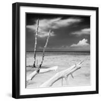 Cuba Fuerte Collection SQ BW - White Trees-Philippe Hugonnard-Framed Photographic Print