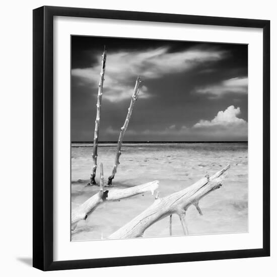 Cuba Fuerte Collection SQ BW - White Trees-Philippe Hugonnard-Framed Photographic Print