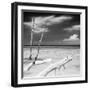 Cuba Fuerte Collection SQ BW - White Trees-Philippe Hugonnard-Framed Photographic Print