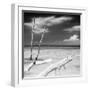 Cuba Fuerte Collection SQ BW - White Trees-Philippe Hugonnard-Framed Photographic Print