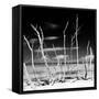 Cuba Fuerte Collection SQ BW - White water Tree Forest-Philippe Hugonnard-Framed Stretched Canvas