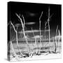 Cuba Fuerte Collection SQ BW - White water Tree Forest-Philippe Hugonnard-Stretched Canvas