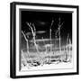 Cuba Fuerte Collection SQ BW - White water Tree Forest-Philippe Hugonnard-Framed Photographic Print