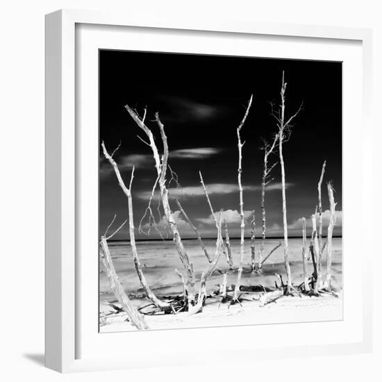 Cuba Fuerte Collection SQ BW - White water Tree Forest-Philippe Hugonnard-Framed Photographic Print