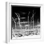 Cuba Fuerte Collection SQ BW - White water Tree Forest-Philippe Hugonnard-Framed Photographic Print