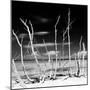 Cuba Fuerte Collection SQ BW - White water Tree Forest-Philippe Hugonnard-Mounted Photographic Print