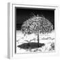 Cuba Fuerte Collection SQ BW - Wild Umbrella-Philippe Hugonnard-Framed Photographic Print