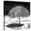 Cuba Fuerte Collection SQ BW - Wild Umbrella-Philippe Hugonnard-Stretched Canvas