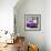 Cuba Fuerte Collection SQ - Classic Purple Car-Philippe Hugonnard-Framed Photographic Print displayed on a wall