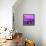 Cuba Fuerte Collection SQ - Close-up of Retro Purple Car-Philippe Hugonnard-Framed Stretched Canvas displayed on a wall