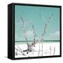 Cuba Fuerte Collection SQ - Coral Green Serenity-Philippe Hugonnard-Framed Stretched Canvas