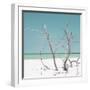 Cuba Fuerte Collection SQ - Coral Green Stillness-Philippe Hugonnard-Framed Photographic Print