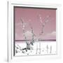 Cuba Fuerte Collection SQ - Hot Pink Serenity-Philippe Hugonnard-Framed Photographic Print