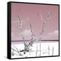 Cuba Fuerte Collection SQ - Hot Pink Serenity-Philippe Hugonnard-Framed Stretched Canvas