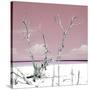 Cuba Fuerte Collection SQ - Hot Pink Serenity-Philippe Hugonnard-Stretched Canvas