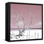 Cuba Fuerte Collection SQ - Hot Pink Serenity-Philippe Hugonnard-Framed Stretched Canvas