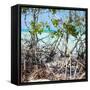 Cuba Fuerte Collection SQ - Mangroves-Philippe Hugonnard-Framed Stretched Canvas