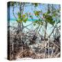 Cuba Fuerte Collection SQ - Mangroves-Philippe Hugonnard-Stretched Canvas