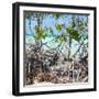 Cuba Fuerte Collection SQ - Mangroves-Philippe Hugonnard-Framed Photographic Print