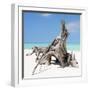 Cuba Fuerte Collection SQ - Natural Sculpture-Philippe Hugonnard-Framed Photographic Print