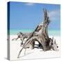 Cuba Fuerte Collection SQ - Natural Sculpture-Philippe Hugonnard-Stretched Canvas