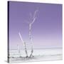 Cuba Fuerte Collection SQ - Ocean Nature - Pastel Purple-Philippe Hugonnard-Stretched Canvas