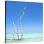 Cuba Fuerte Collection SQ - Ocean Nature-Philippe Hugonnard-Stretched Canvas