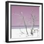 Cuba Fuerte Collection SQ - Pink Stillness-Philippe Hugonnard-Framed Photographic Print