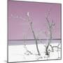 Cuba Fuerte Collection SQ - Pink Stillness-Philippe Hugonnard-Mounted Photographic Print