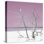 Cuba Fuerte Collection SQ - Pink Stillness-Philippe Hugonnard-Stretched Canvas