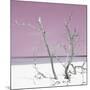 Cuba Fuerte Collection SQ - Pink Stillness-Philippe Hugonnard-Mounted Photographic Print