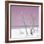 Cuba Fuerte Collection SQ - Pink Stillness-Philippe Hugonnard-Framed Photographic Print