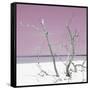 Cuba Fuerte Collection SQ - Pink Stillness-Philippe Hugonnard-Framed Stretched Canvas