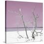 Cuba Fuerte Collection SQ - Pink Stillness-Philippe Hugonnard-Stretched Canvas