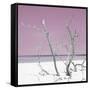 Cuba Fuerte Collection SQ - Pink Stillness-Philippe Hugonnard-Framed Stretched Canvas