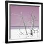 Cuba Fuerte Collection SQ - Pink Stillness-Philippe Hugonnard-Framed Photographic Print