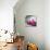 Cuba Fuerte Collection SQ - Pink Taxi Pontiac 1953-Philippe Hugonnard-Photographic Print displayed on a wall