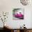 Cuba Fuerte Collection SQ - Pink Taxi Pontiac 1953-Philippe Hugonnard-Photographic Print displayed on a wall