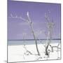 Cuba Fuerte Collection SQ - Purple Stillness-Philippe Hugonnard-Mounted Photographic Print