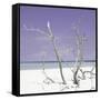 Cuba Fuerte Collection SQ - Purple Stillness-Philippe Hugonnard-Framed Stretched Canvas