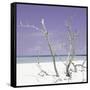 Cuba Fuerte Collection SQ - Purple Stillness-Philippe Hugonnard-Framed Stretched Canvas