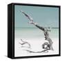 Cuba Fuerte Collection SQ - Solitary Tree - Pastel Aquamarine-Philippe Hugonnard-Framed Stretched Canvas