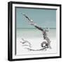 Cuba Fuerte Collection SQ - Solitary Tree - Pastel Aquamarine-Philippe Hugonnard-Framed Photographic Print