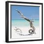 Cuba Fuerte Collection SQ - Solitary Tree-Philippe Hugonnard-Framed Photographic Print