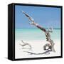 Cuba Fuerte Collection SQ - Solitary Tree-Philippe Hugonnard-Framed Stretched Canvas